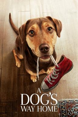 A Dog’s Way Home (2019) เพื่อนรักผจญภัยสี่ร้อยไมล์